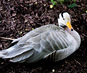 Nature wildlife geese photo