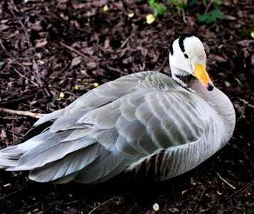 Nature wildlife geese