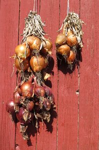 Dry red vegetables red onion photo