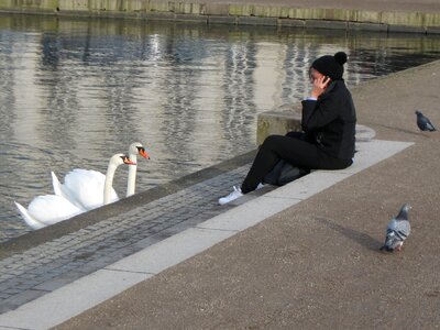 Cygnus swan lake photo