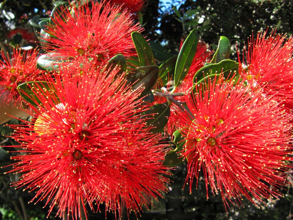 Flowers red flower red tree