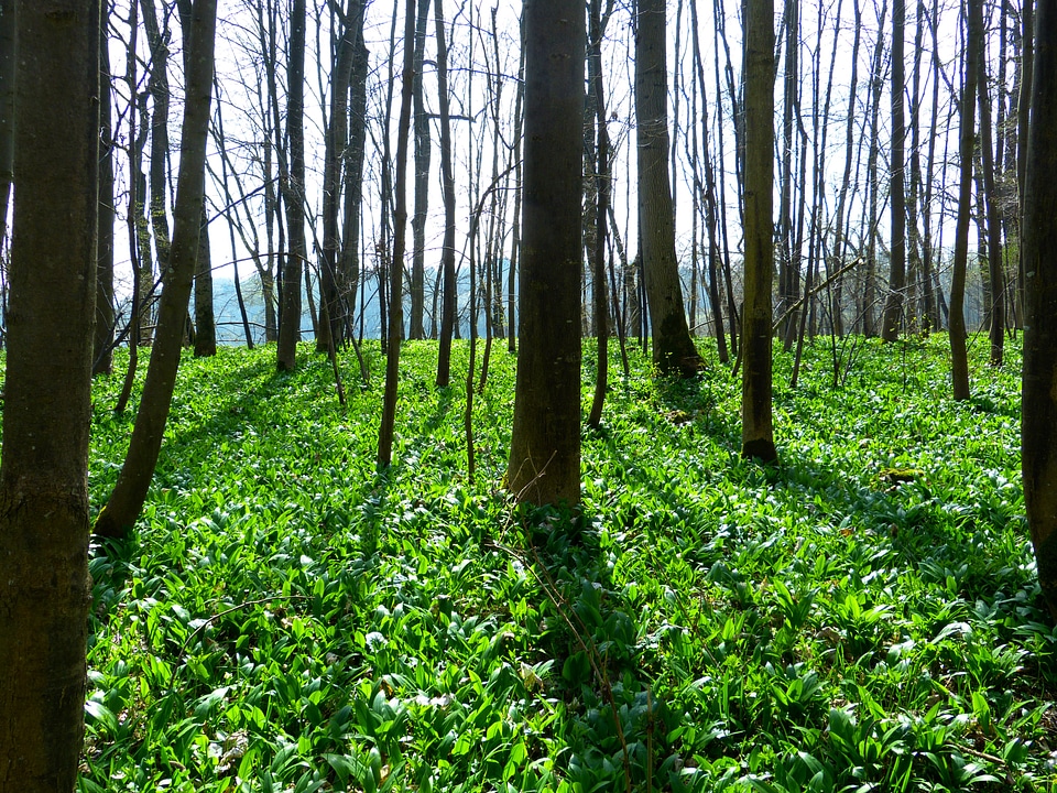 Allium ursinum garlic spinach wild garlic