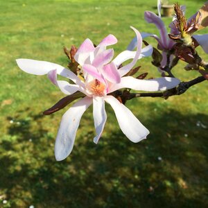 Spring flowering magnolia stellata photo