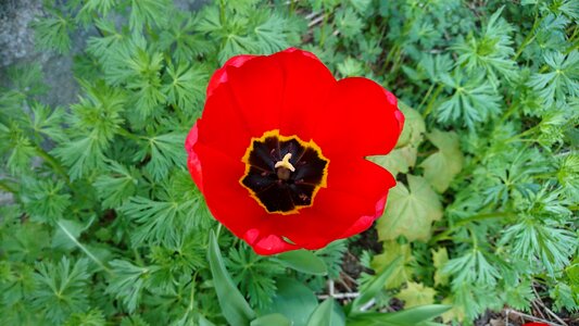 Red tulip flower summer