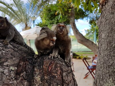 Marmoset bahia animal world photo