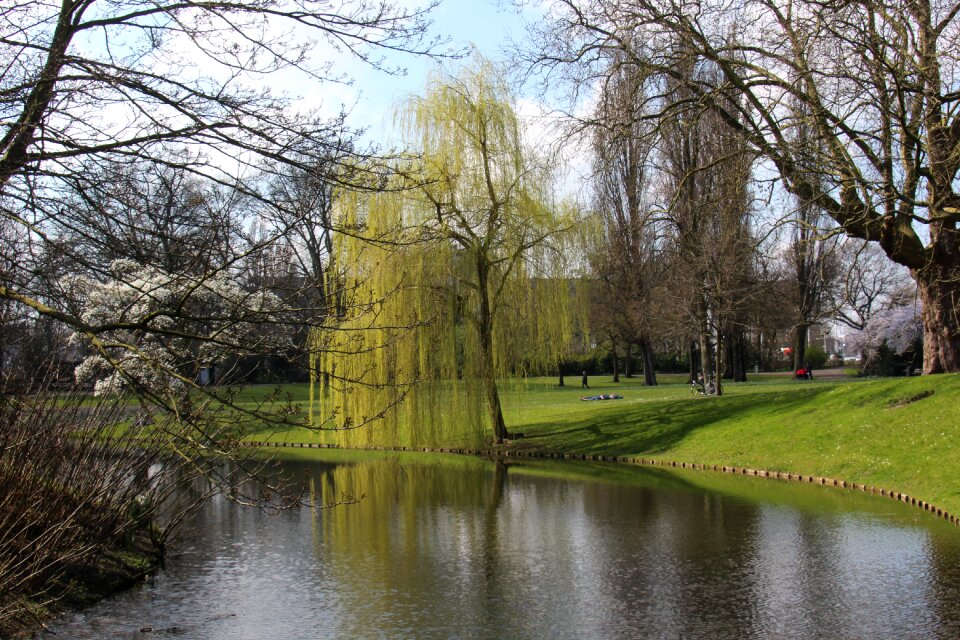 Landscape trees green