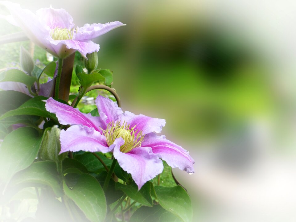 Clematis climber plant garden