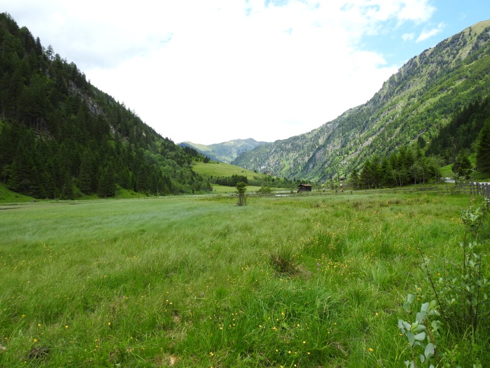 Forest nature landscape