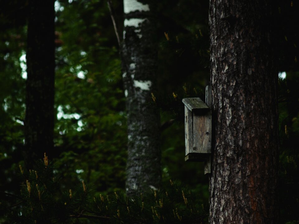 Nature pine dark