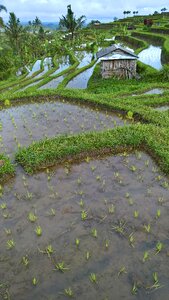 Rice fields agriculture rice cultivation photo