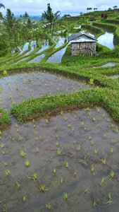 Rice fields agriculture rice cultivation