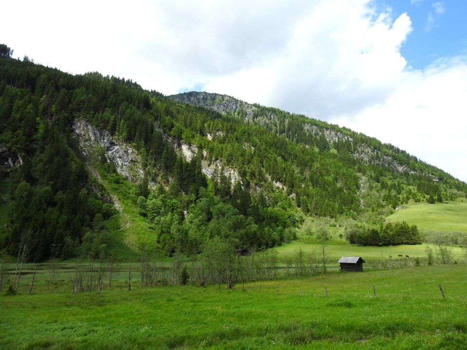 Forest nature landscape