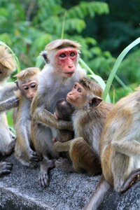 Lanka primate family photo