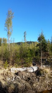 Forest himmel nature