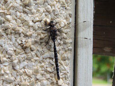 Nature dragonfly flying insect photo