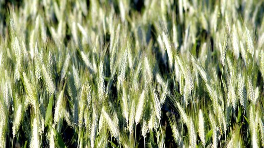 Agriculture harvest poland