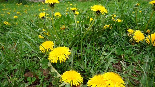 Sonchus oleraceus holidays flowers