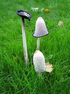 Inktzwam three stages mushroom