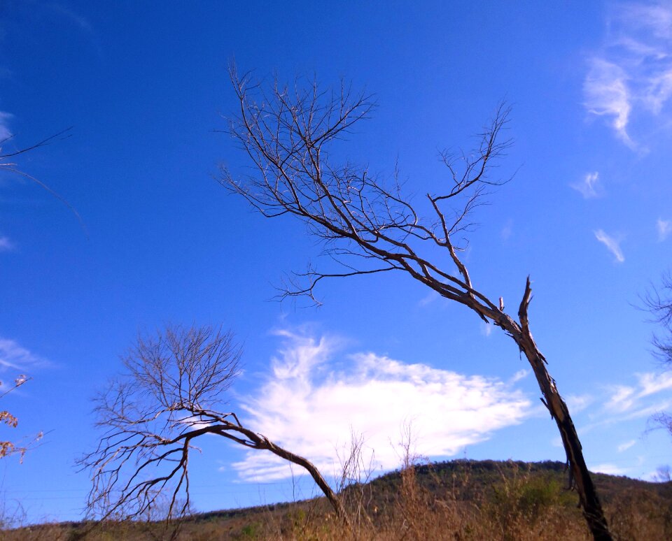 Landscape tree blue photo