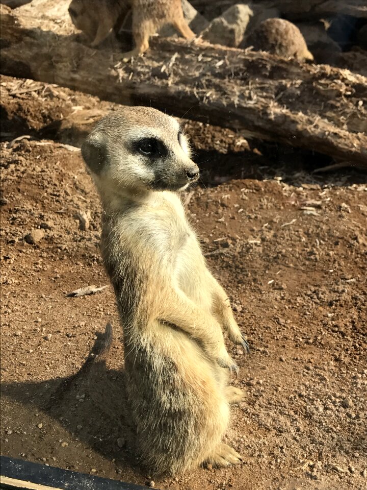 Animals fur africa