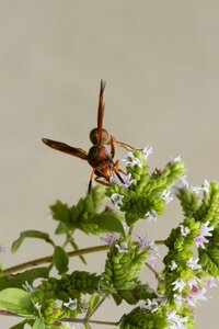 Flowers spring sting