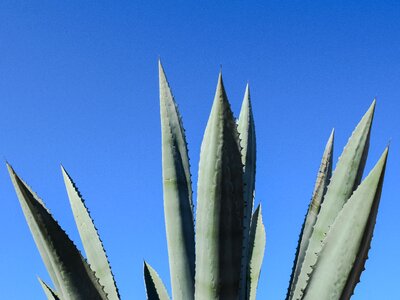 Leaf thorns nature photo