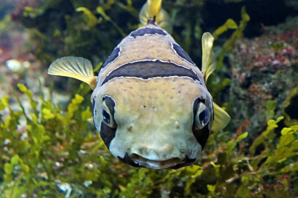 Underwater world close up reef photo