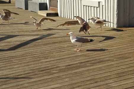 Slow bird wood