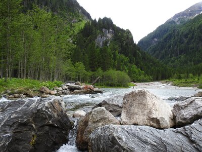 Forest nature landscape
