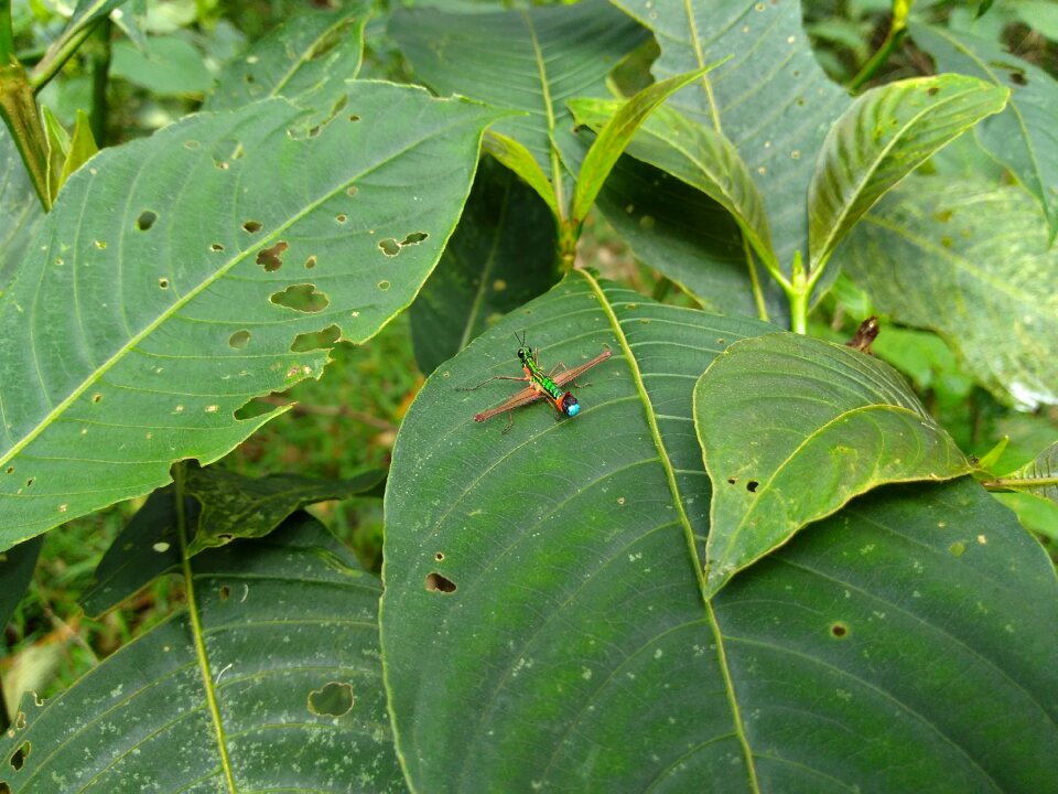 Insect leaves green