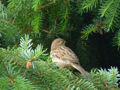 Animal nature sparrows photo