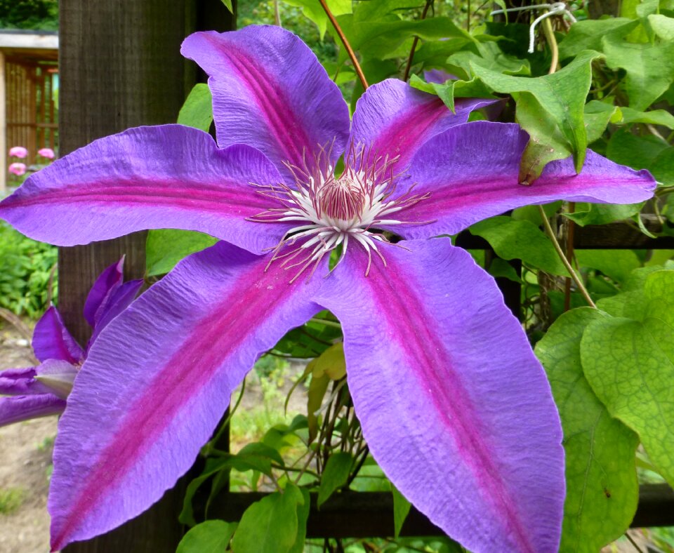 Purple climber plant garden