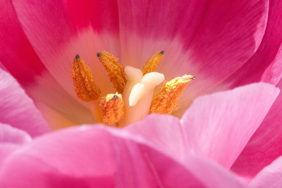 Stamens lily spring photo