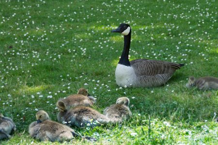 Birds waterfowl goose canadian