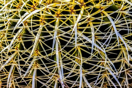 Nature sharp thorny