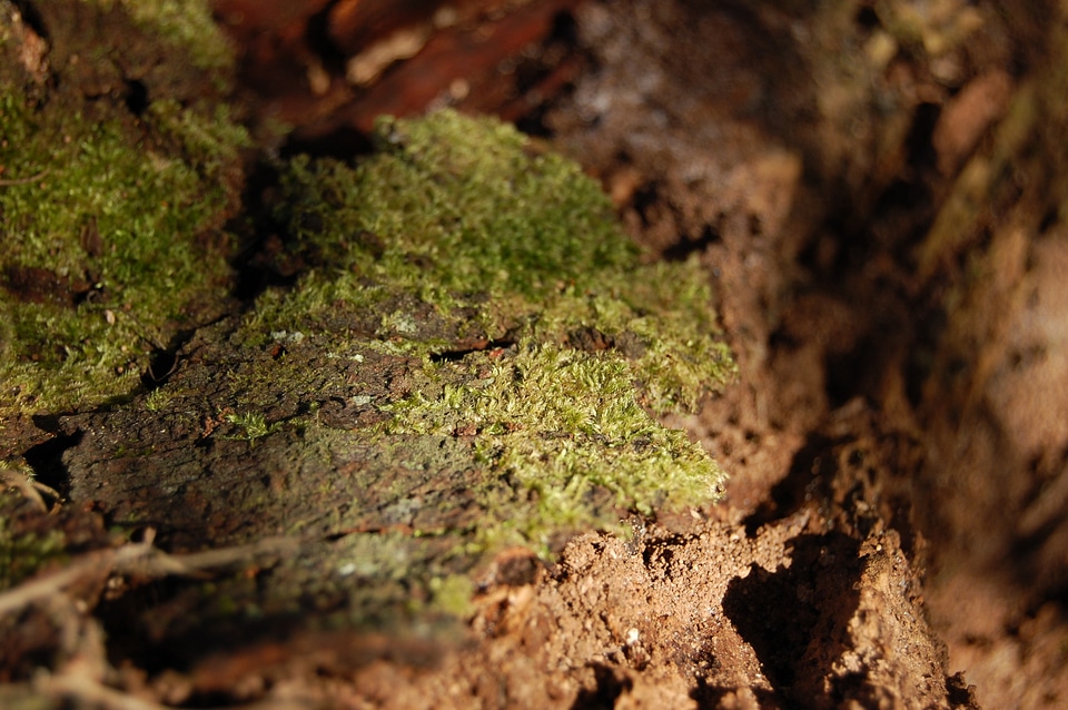 Wood old forest floor