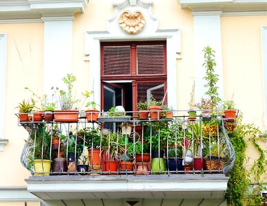 Flowers flower pots old photo