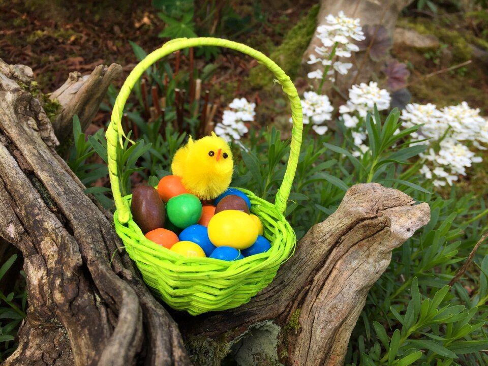 œuf chick flowers