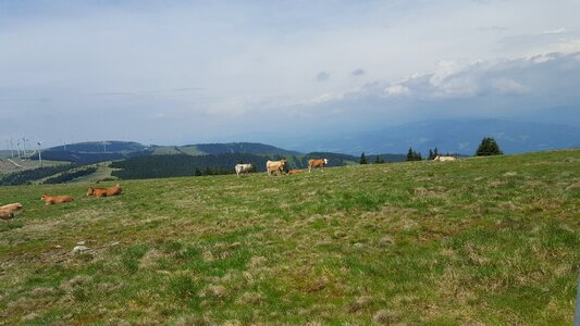 Pasture cattle graze photo