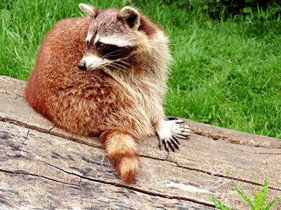 Mammal medium furry