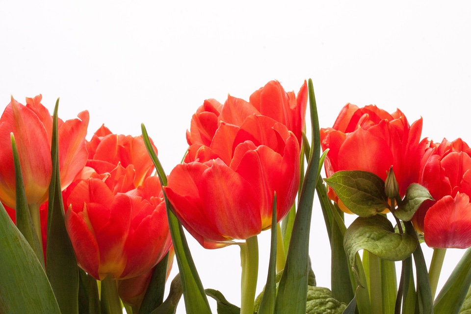 Nature flowers tulip