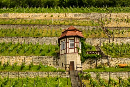 Saale unstrut vineyard landscape photo