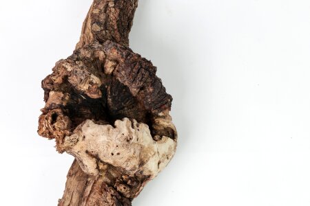 Hollow nature wooden
