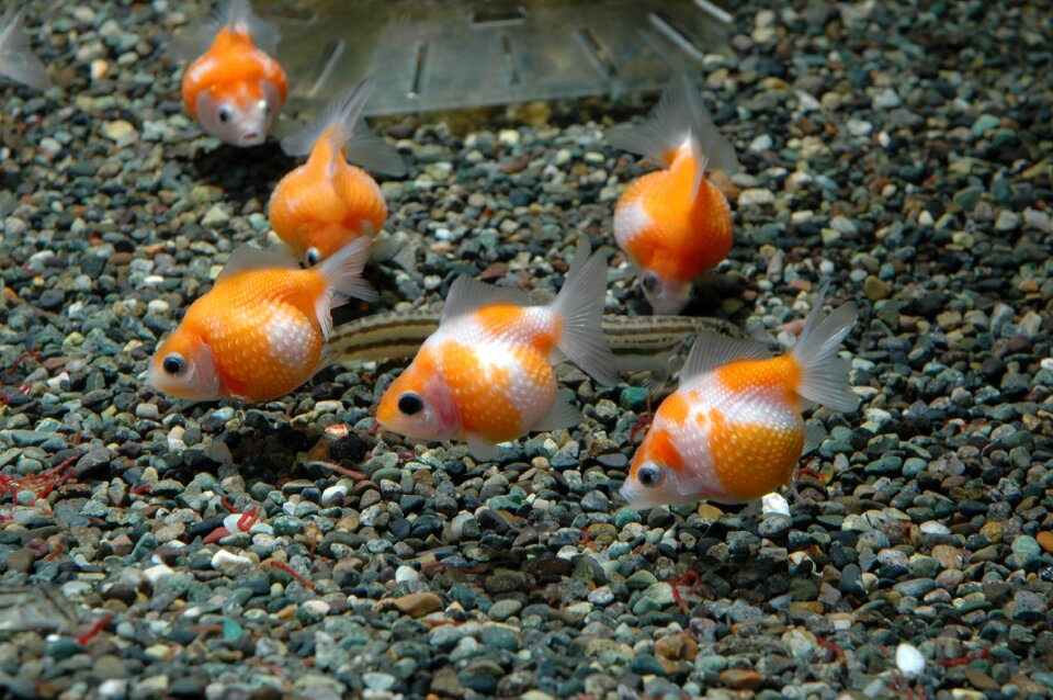 Fish goldfish ping-pong pearl