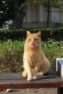 Orange sitting showing