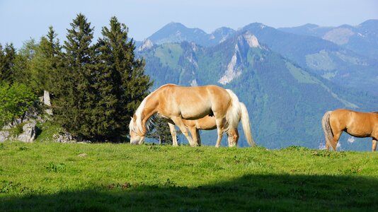 Alm pasture alpine photo