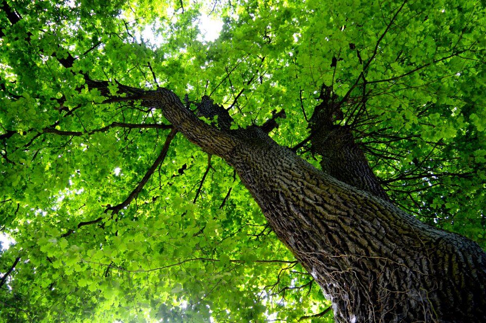 Nature forest sky