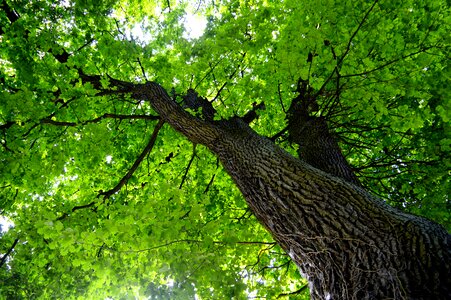 Nature forest sky