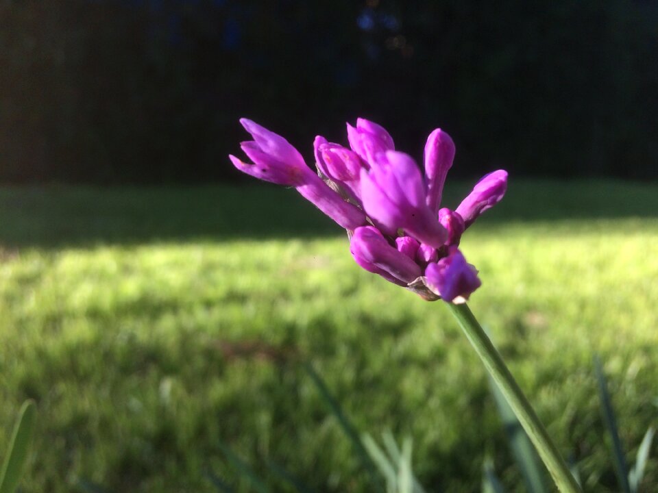 Spring pink season photo