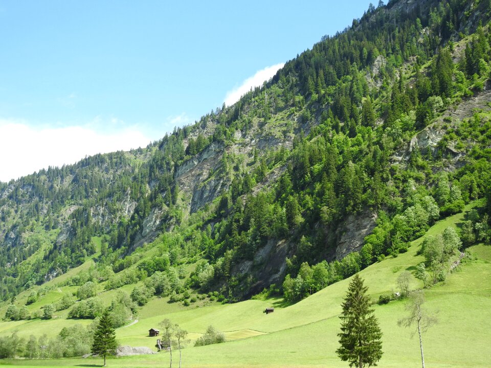 Forest nature landscape